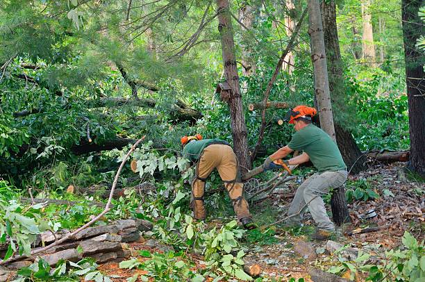 Trusted Homewood, AL Tree Care Services Experts